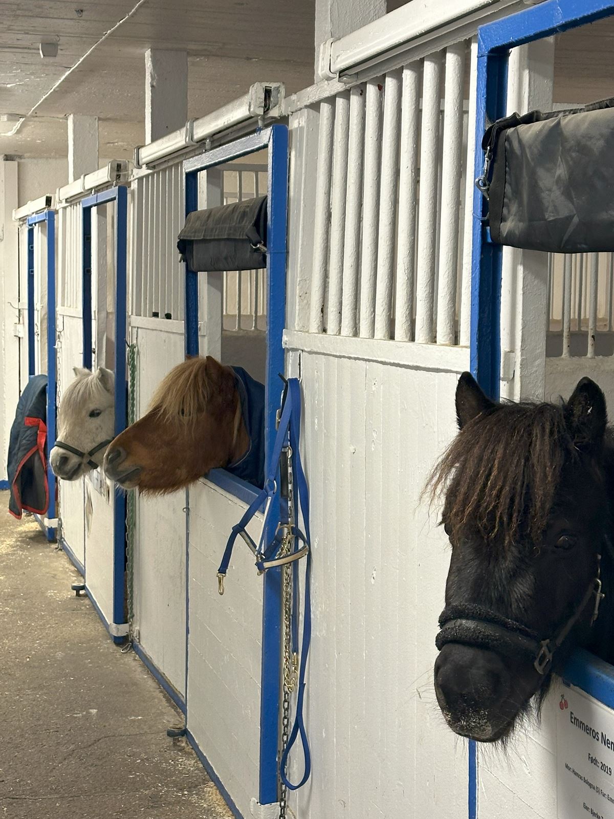 Ponnier i stallen 2.jpg
